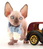 Котик Гектор Д.р.15.09.2025г. СВОБОДЕН