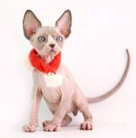 Котик Гермунд Д.р.15.09.2025г. СВОБОДЕН