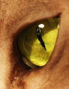 Сфинкс кошка лечение глаз