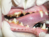 Сколько зубов у кошки сфинкс