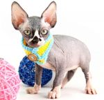 Котик Зорро Д.р.31.10.2025г. РЕЗЕРВ г.Москва