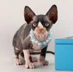 Кошечка Лаки Д.р.06.12.2025г. СВОБОДНА