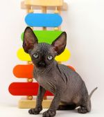Котик Реми. Д.р.13.05.2026г. СВОБОДЕН